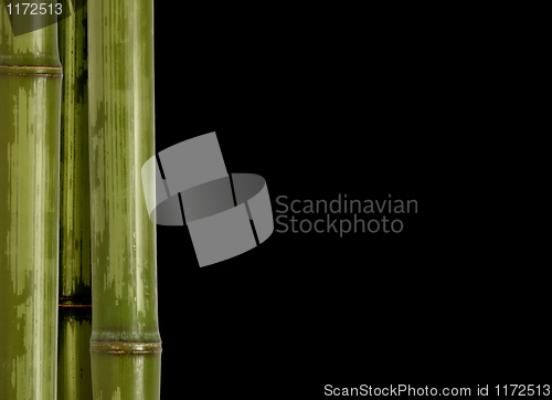 Image of bamboo background