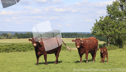 Image of Brown cows in Normandy