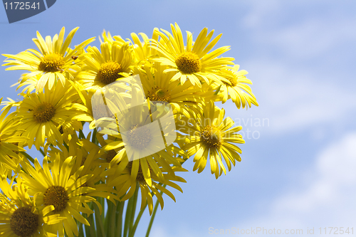 Image of Bouquet of yellow flowers