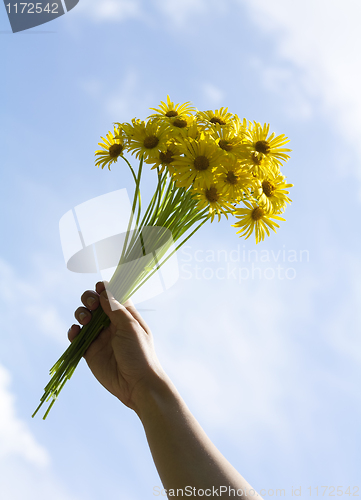 Image of Yellow daisy flowers