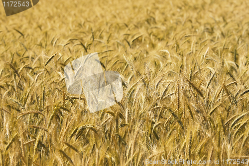 Image of wheat background