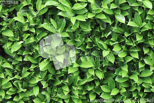 Image of green leaf