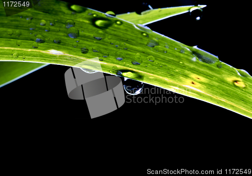 Image of drop on leaf