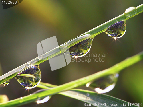 Image of drop on leaf