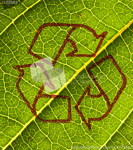 Image of green leaf background