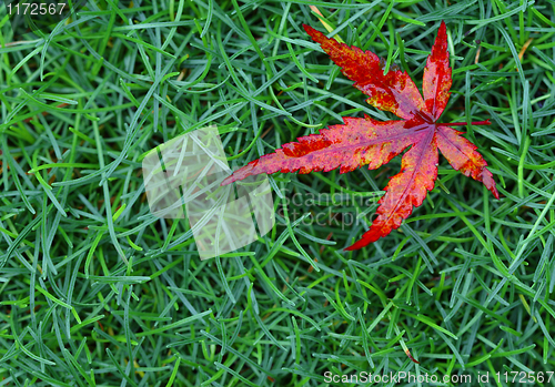 Image of red fall leaf