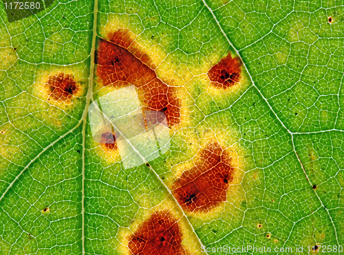 Image of green leaf