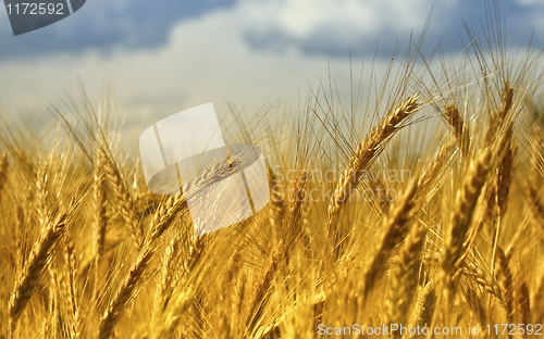 Image of wheat background