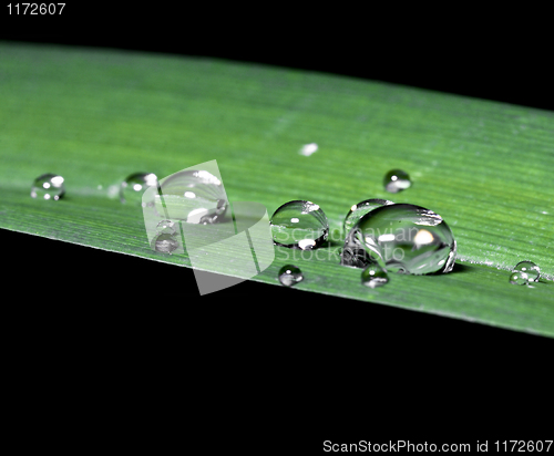 Image of drop on leaf