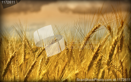 Image of wheat background