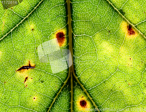 Image of  macro leaf texture background