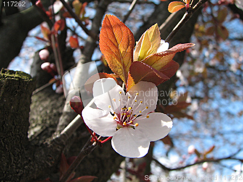 Image of plum flower