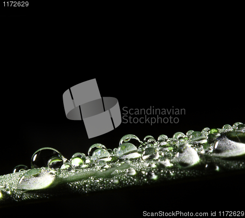 Image of raindrop on leaf