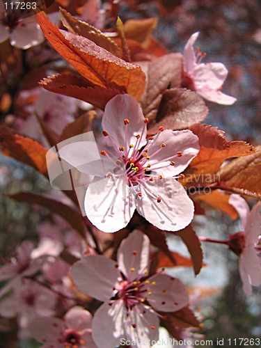 Image of plum in the spring