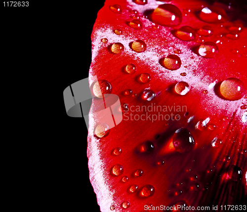 Image of red drop