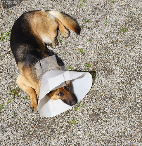 Image of dog german shepherd