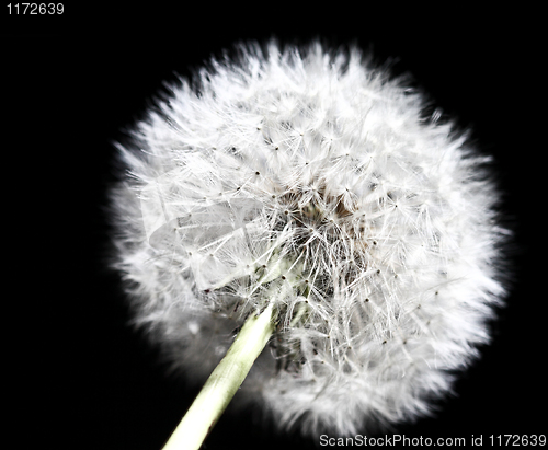 Image of dandilion detail