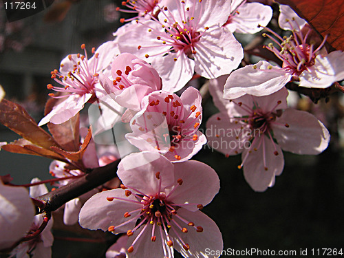 Image of plum in the spring