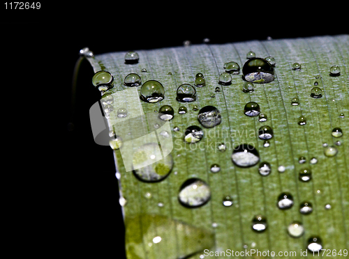 Image of water drop