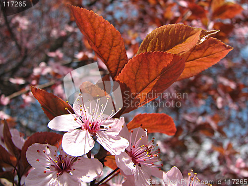 Image of plum in the spring