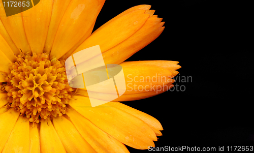 Image of orange flower closeup