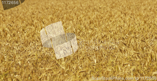 Image of wheat background