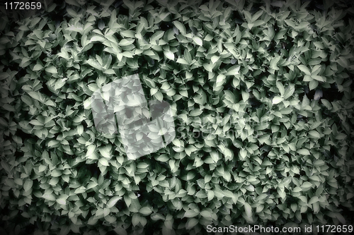 Image of green leaf