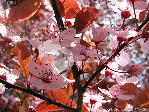 Image of plum in the spring