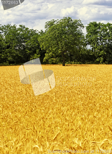 Image of wheat and tree  background