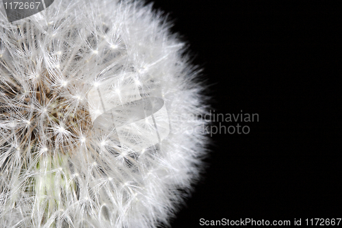 Image of dandilion background