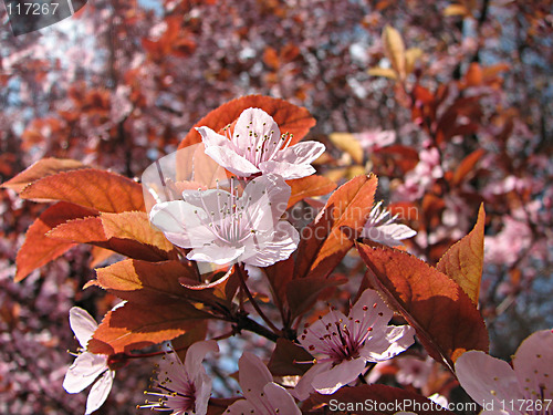 Image of plum in the spring