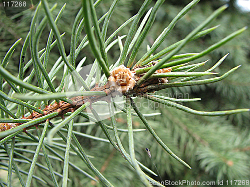 Image of small needle of a pine-tree