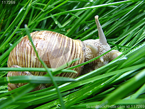 Image of snail on the grass