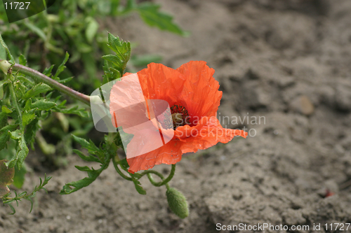 Image of Hanging poppy