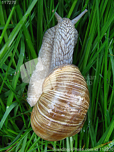 Image of snail on the grass