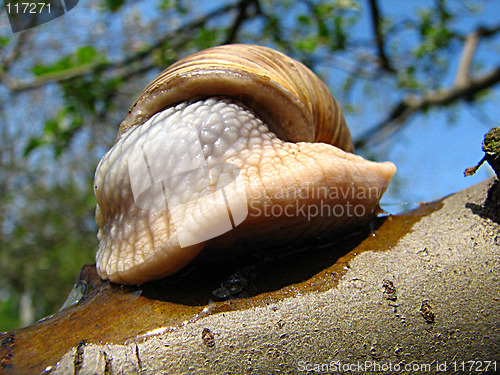 Image of snail on the tree