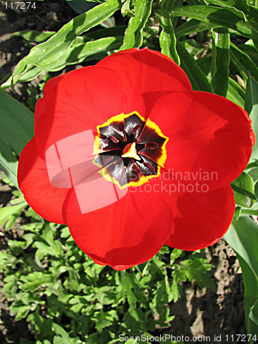 Image of tulipan