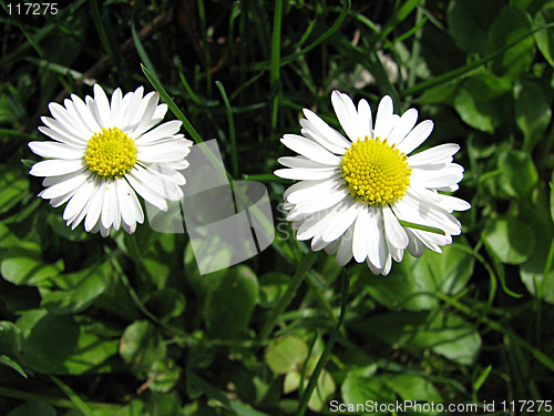 Image of two field chamomiles