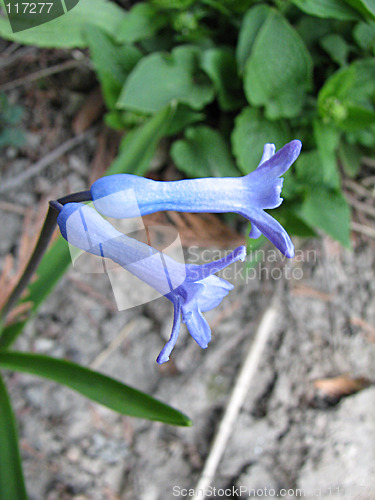 Image of two little blue hyacinth