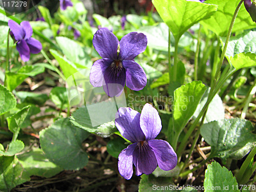 Image of violet