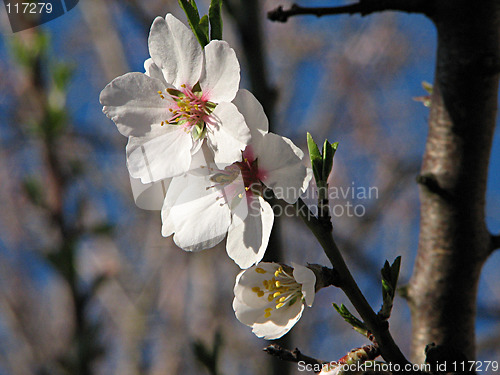 Image of white flowers of apple tree