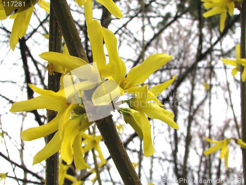 Image of yellow flowers