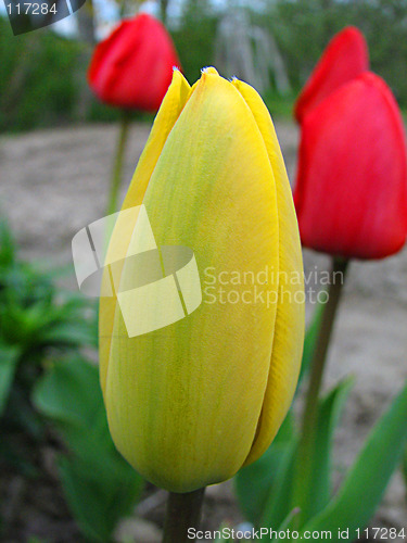 Image of yellow tulipan