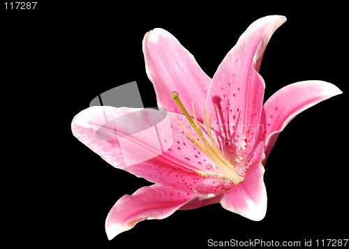 Image of Pink lily macro isolated