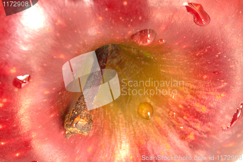 Image of Rose Apple Background