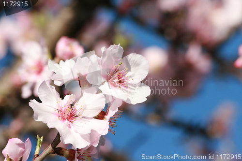 Image of blooming Almond Tree