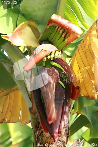 Image of blooming Banana Palm