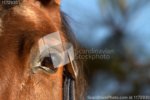 Image of horse eye