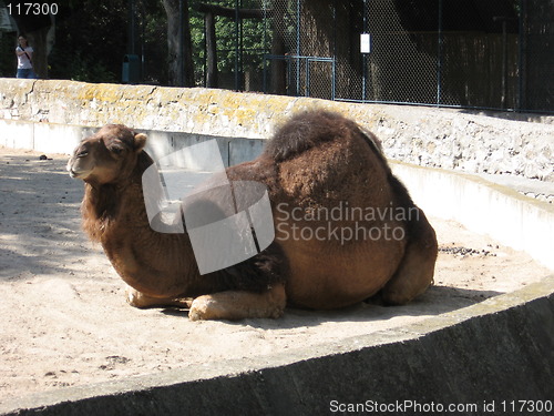 Image of Camel