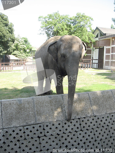 Image of Elephant